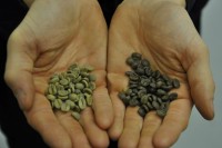 A handful of green coffee beans on the left and a handful of decaffeinated green beans on the right, showing the difference in colour, with the decaffeinated beans a dark shade of grey.