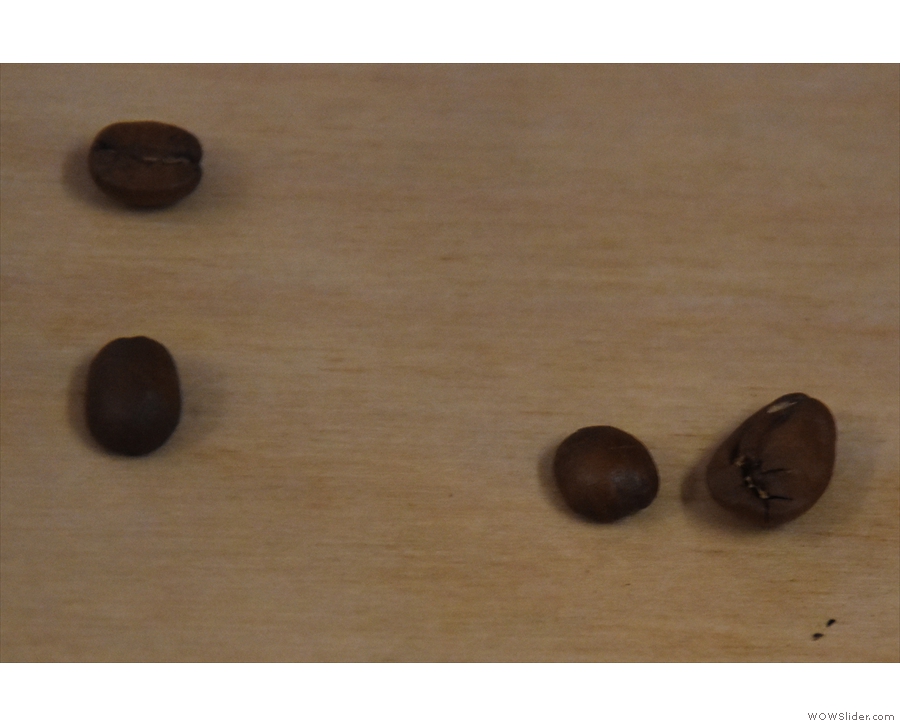 ... which turned out to be a Maragogype varietal, known for its huge beans (on the right).