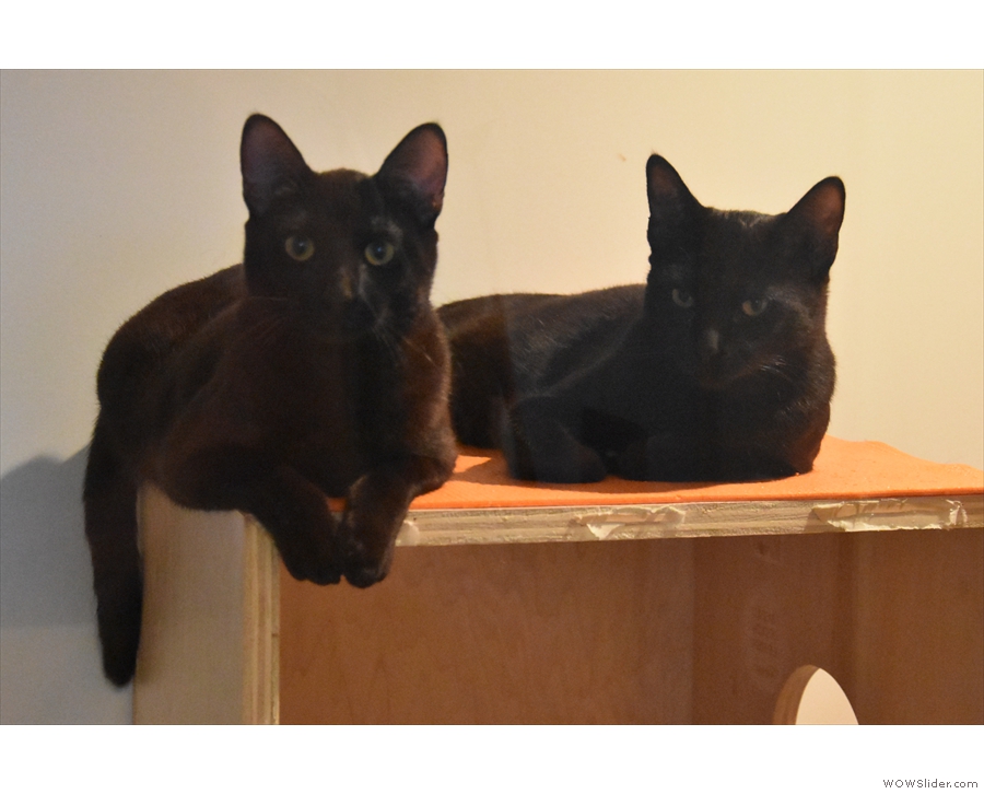Some of the rooms are home to two or three cats, sometimes bonded pairs.