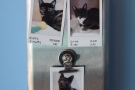 Each room has pictures of the cats outside, along with a brief description.