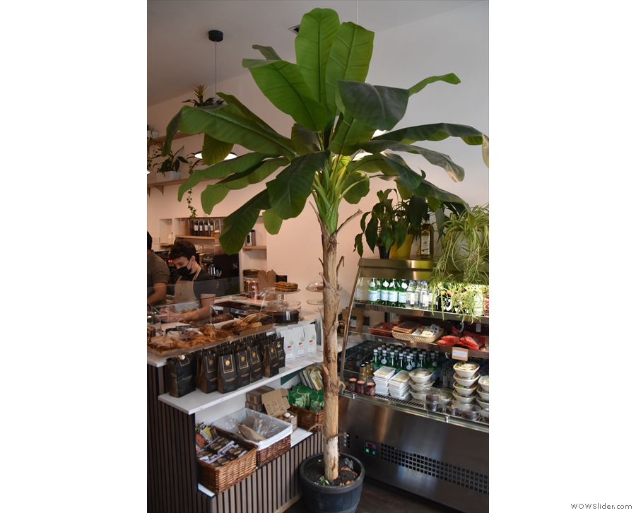 ... plus a potted palm tree (I think) by the counter.