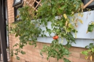 ... and it also grows its own tomatoes!